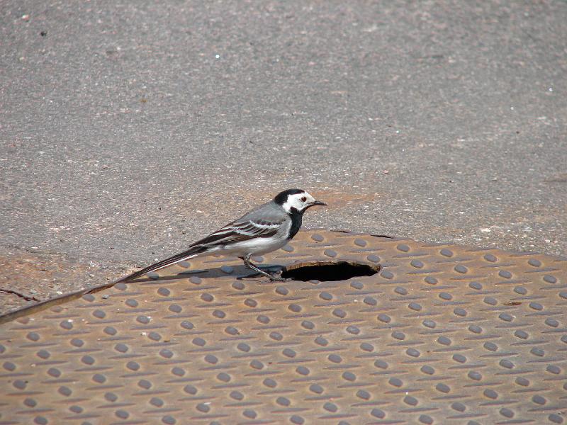S2_7547.JPG