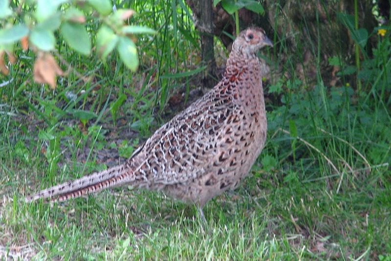 S2_7565.JPG