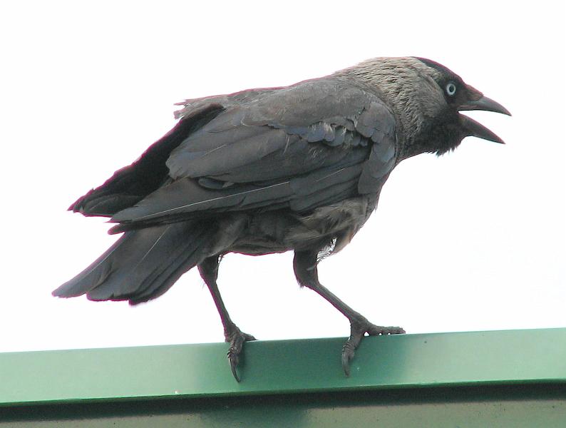 S2_7586.JPG