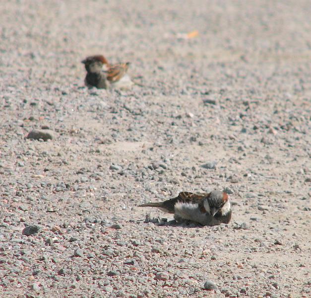 S2_7810.JPG
