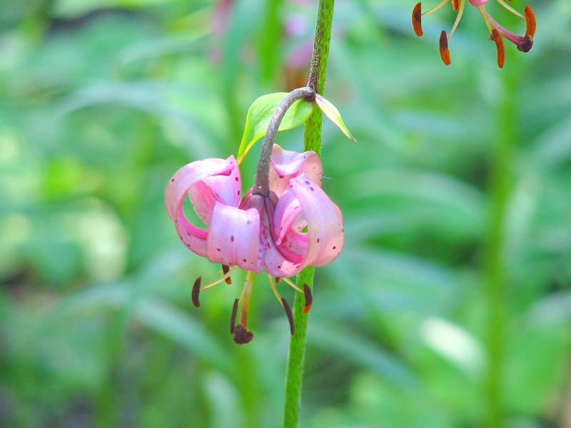 S2_7885.JPG