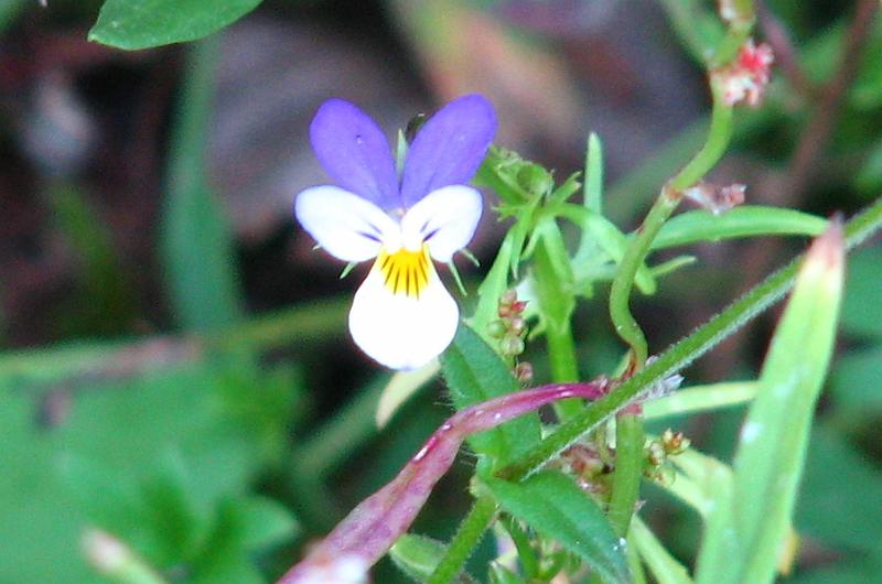 S2_7967.JPG