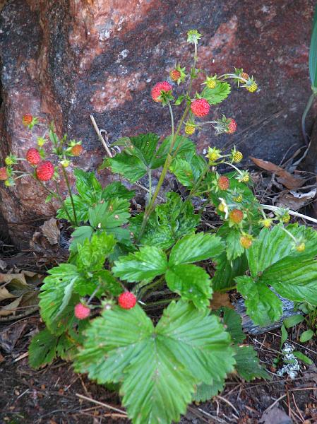 S2_7969.JPG