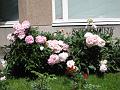 SD1000_0968