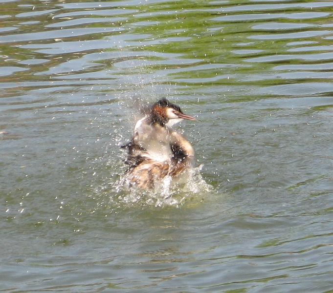 DS1000_0617.JPG